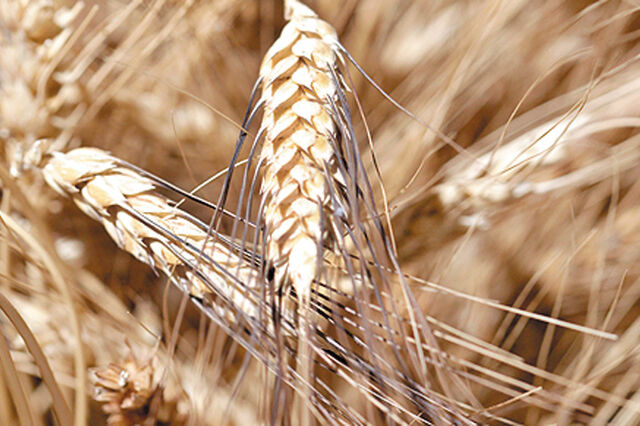 Produção nacional de trigo só cobriu 6,3% das necessidades em 2021. E cenário tende a agravar-se