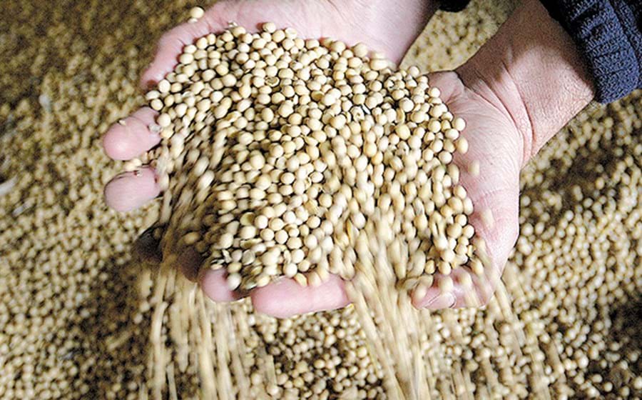 Soja: Tensões comerciais fazem mossa nos grãos, óleo e ração 