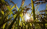 Arroz pode afetar o meio ambiente tanto como centrais a carvão