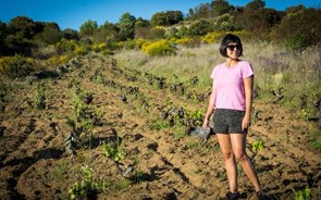 Norte-americana apaixonou-se por Portugal e criou Clube de Vinhos na Califórnia