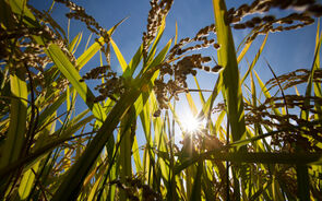 Arroz agricultura