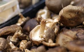 Cogumelos