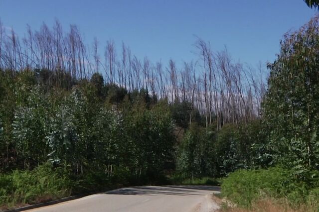  Pedrógão Grande: Maioria da floresta continua ao abandono