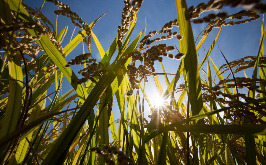 Arroz agricultura