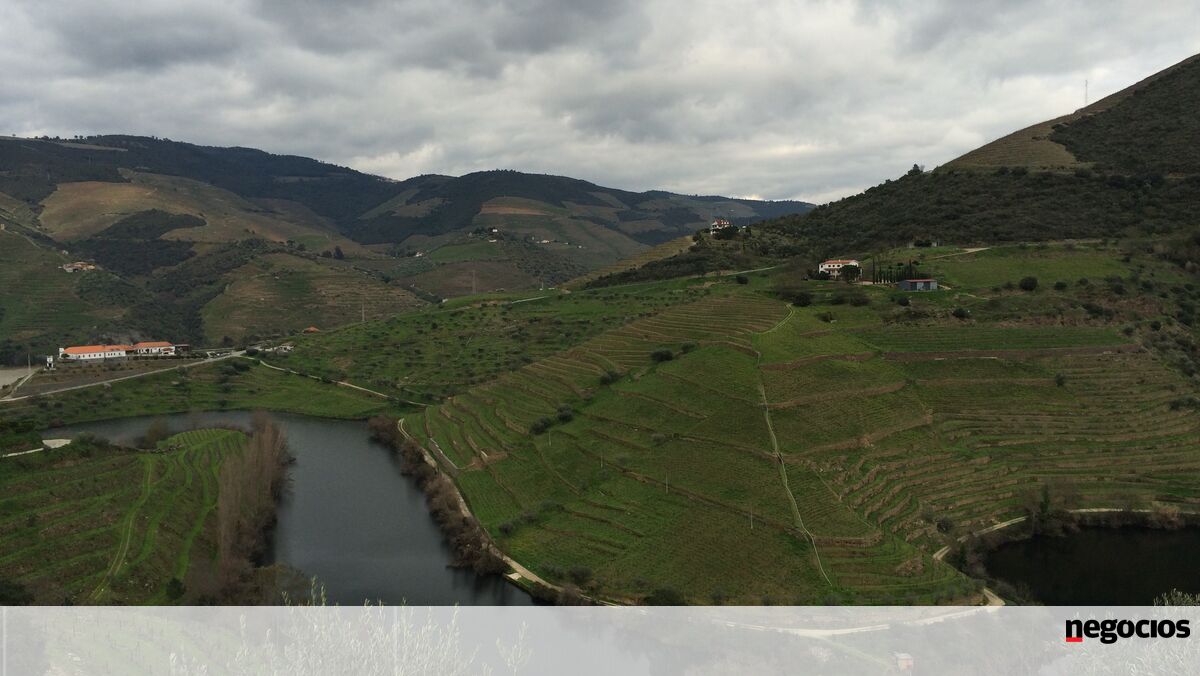 Aumentos "absurdos" dos custos de produção preocupam viticultores do Douro