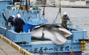 Japão retoma pesca da baleia para fins comerciais 31 anos depois