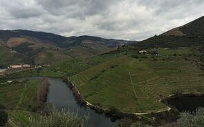 Os viticultores do Douro dizem estar com dificuldades em comprar fitofármacos.