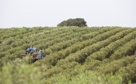 Quercus: Seca, lítio e apanha noturna de azeitona na lista do pior do ambiente em 2019 