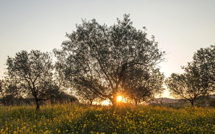 Setor do azeite vive 'verdadeiro pesadelo' no Douro e Trás-os-Montes