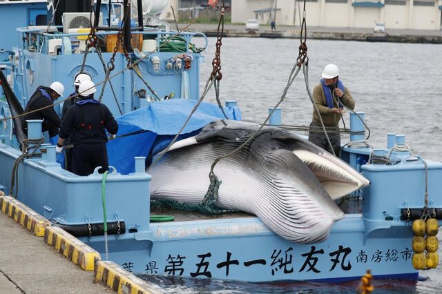 Japão retoma pesca da baleia para fins comerciais 31 anos depois