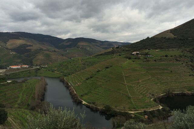 Aumentos 'absurdos' dos custos de produção preocupam viticultores do Douro