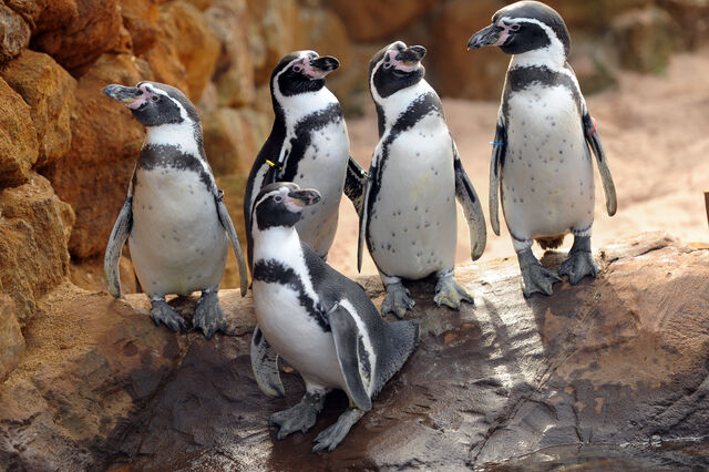 Inglesa Merlin investe um milhão no alojamento de sete pinguins no Porto