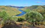 O que é que o azeite do Douro tem?