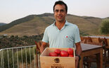 O segredo do tomate do Douro