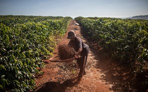 As coisas estão mesmo mal quando até a procura de café está em risco