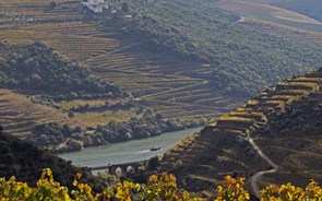 É preciso provar e respeitar os vinhos da Real Companhia Velha