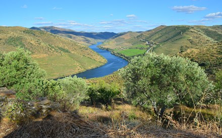 O que é que o azeite do Douro tem?