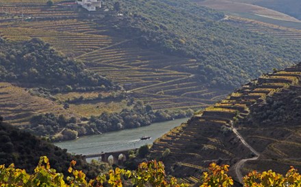 É preciso provar e respeitar os vinhos da Real Companhia Velha