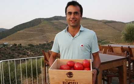 O segredo do tomate do Douro