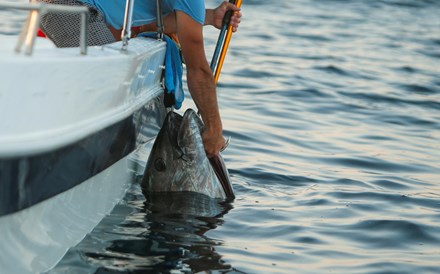 Atum gigante pescado na Noruega pode valer 30 mil euros