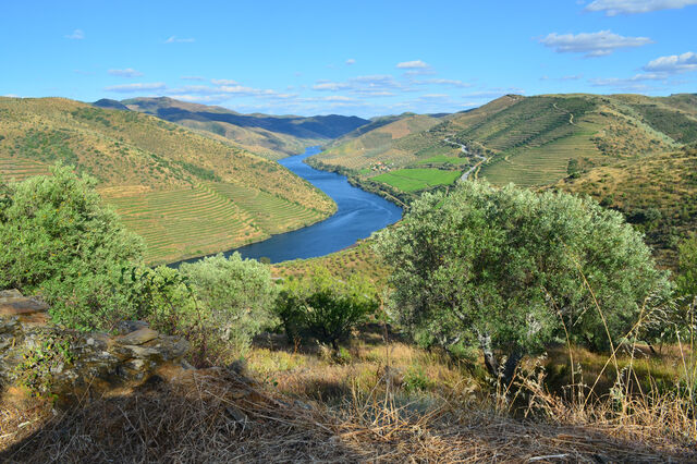 O que é que o azeite do Douro tem?