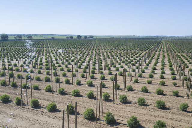 Tilray “arrenda” terras ao Esporão para aumentar produção de canábis em Portugal