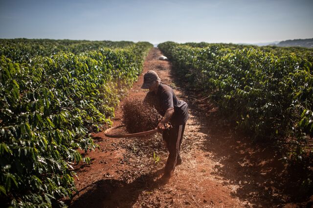 Café está tão caro que há agricultores a comprar cães e abelhas para o proteger