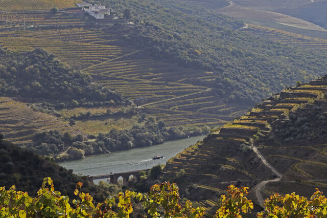 É preciso provar e respeitar os vinhos da Real Companhia Velha