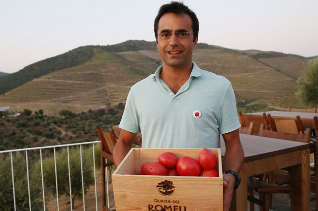 O segredo do tomate do Douro