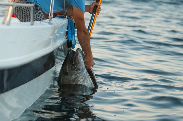 Atum gigante pescado na Noruega pode valer 30 mil euros