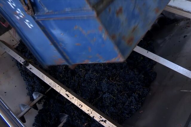 Apanhou uvas para se formar e criou adega modelo em Carrazeda de Ansiães
