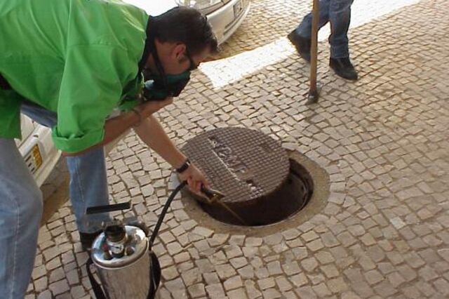 Câmara de Lisboa vai gastar mais de meio milhão contra praga de baratas