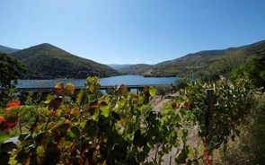Douro troca vinho certificado por vendas nos apoios covid