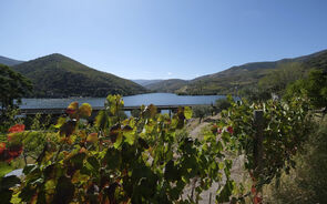 quinta da ferradosa, douro, vinho