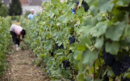 Apesar do clima, 2019 parece ser uma “tempestade perfeita” para vinhos