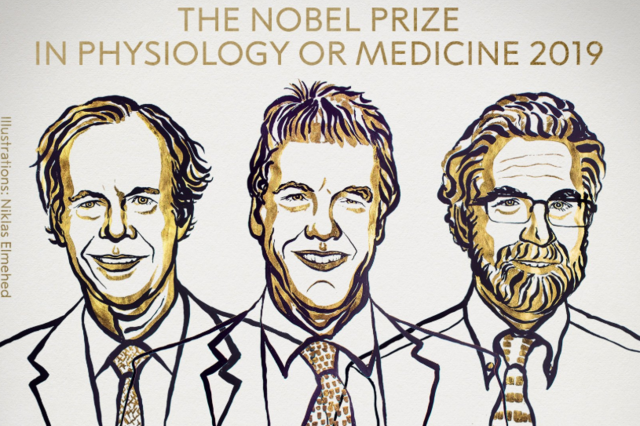 Nobel da Medicina para descoberta de como 'células se adaptam à disponibilidade de oxigénio'