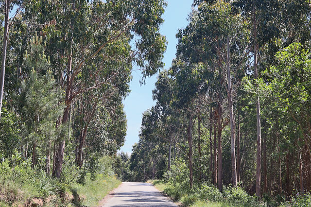 Qualificação da floresta passa pelos agentes da fileira