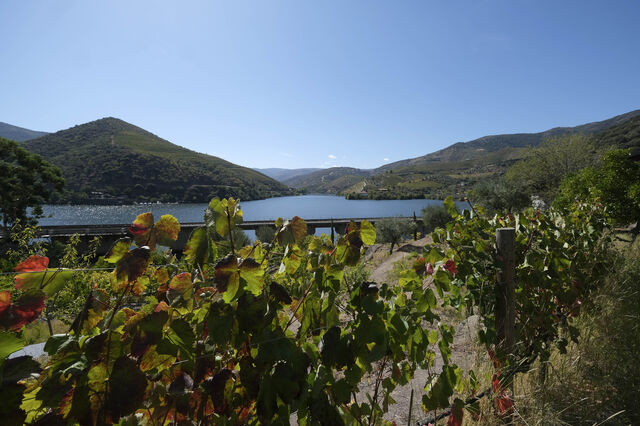 “Inteligência” de Lisboa apoia gestão de vinhos no Douro