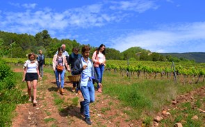 Turismo de Portugal tem em curso 38 projetos de enoturismo com 60 ME já aprovados