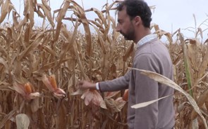 Drones e sondas entram na agricultura de tradição familiar no Alentejo