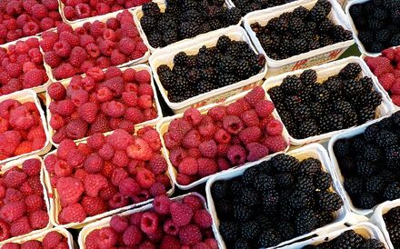A framboesa representa mais de um terço da produção nacional de frutos vermelhos. 