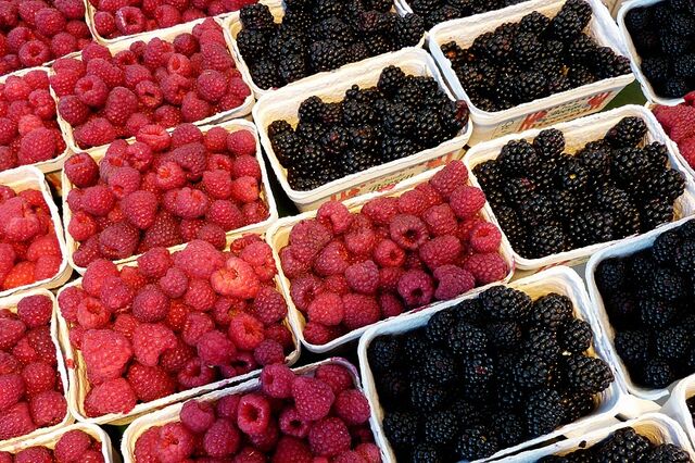 Produtores pedem ajuda ao Governo para evitar destruição de pequenos frutos