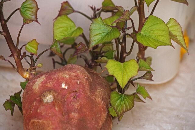 Produtores de batata doce já podem exportar para o Egito