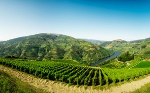 Vinho sustentável? No Porto fazem-se 'as provas'