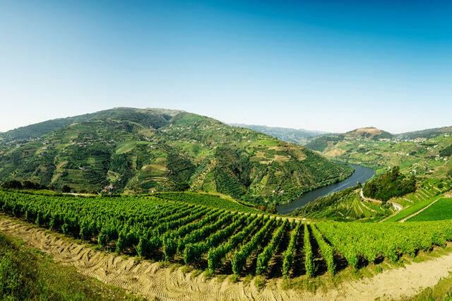Vinho sustentável? No Porto fazem-se 'as provas'