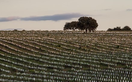 Portugal pode atrair investimento acima de 500 milhões em ativos agrícolas em dois anos