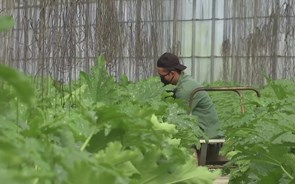 Agricultura reforça segurança alimentar para produzir mas escoa menos