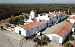 herdade Maria da Guarda, Serpa, olival