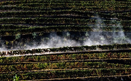 Governo aprova reforço de 15 mihões para destilação e armazenamento de vinho