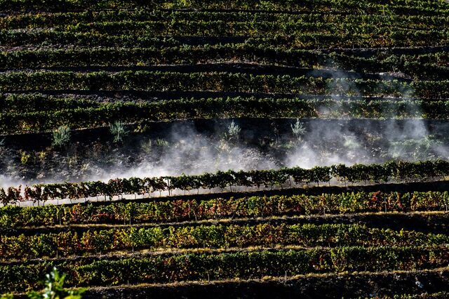 Governo aprova reforço de 15 mihões para destilação e armazenamento de vinho
